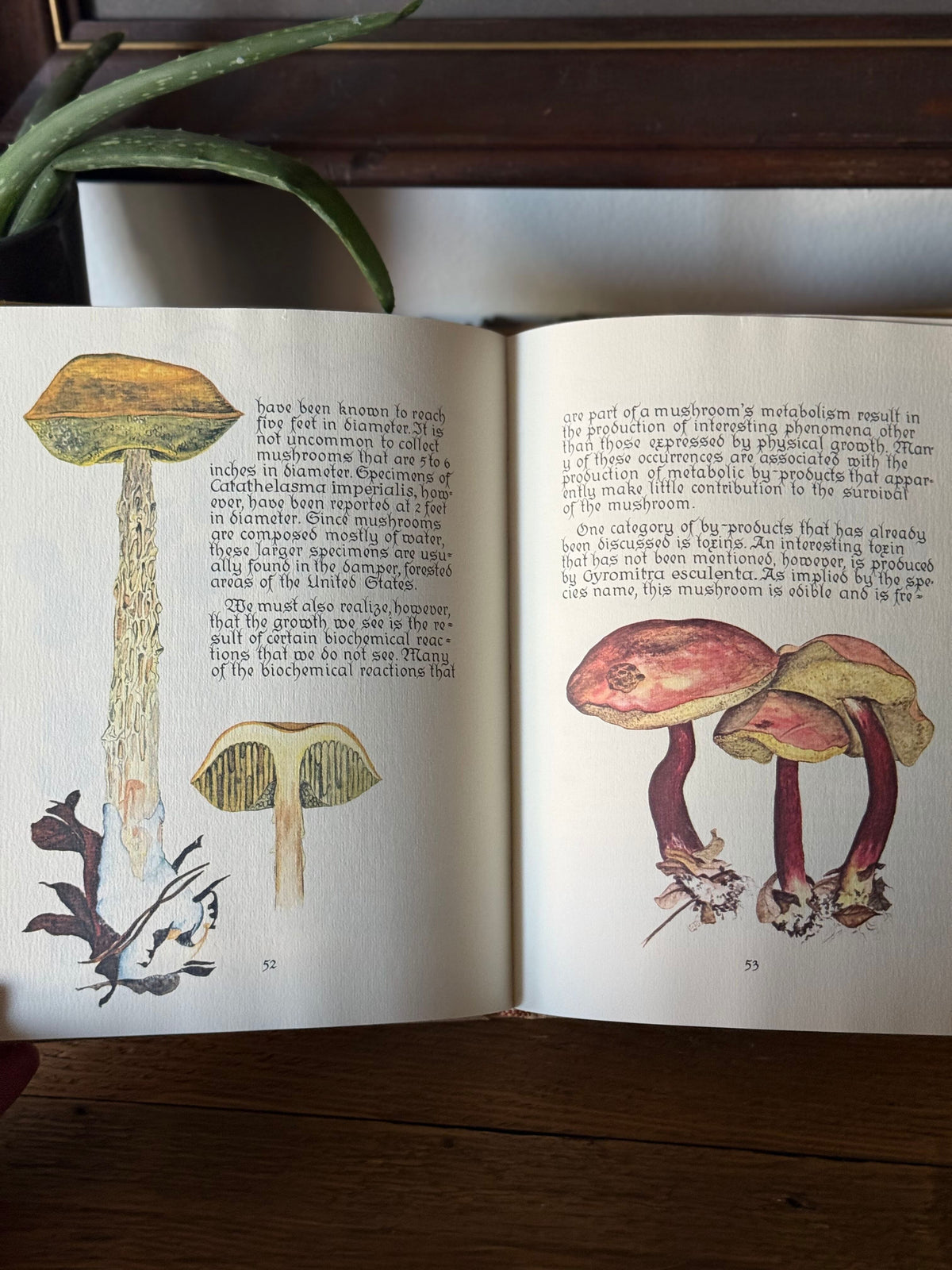 Mushrooms: A Separate Kingdom by Loni Parker 1979