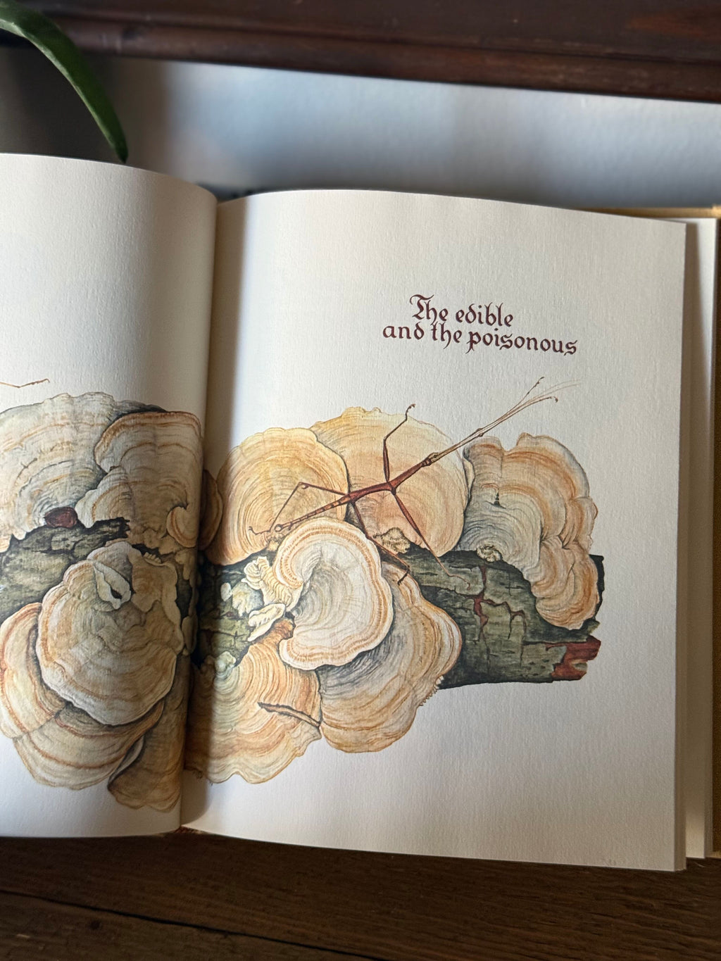 Mushrooms: A Separate Kingdom by Loni Parker 1979