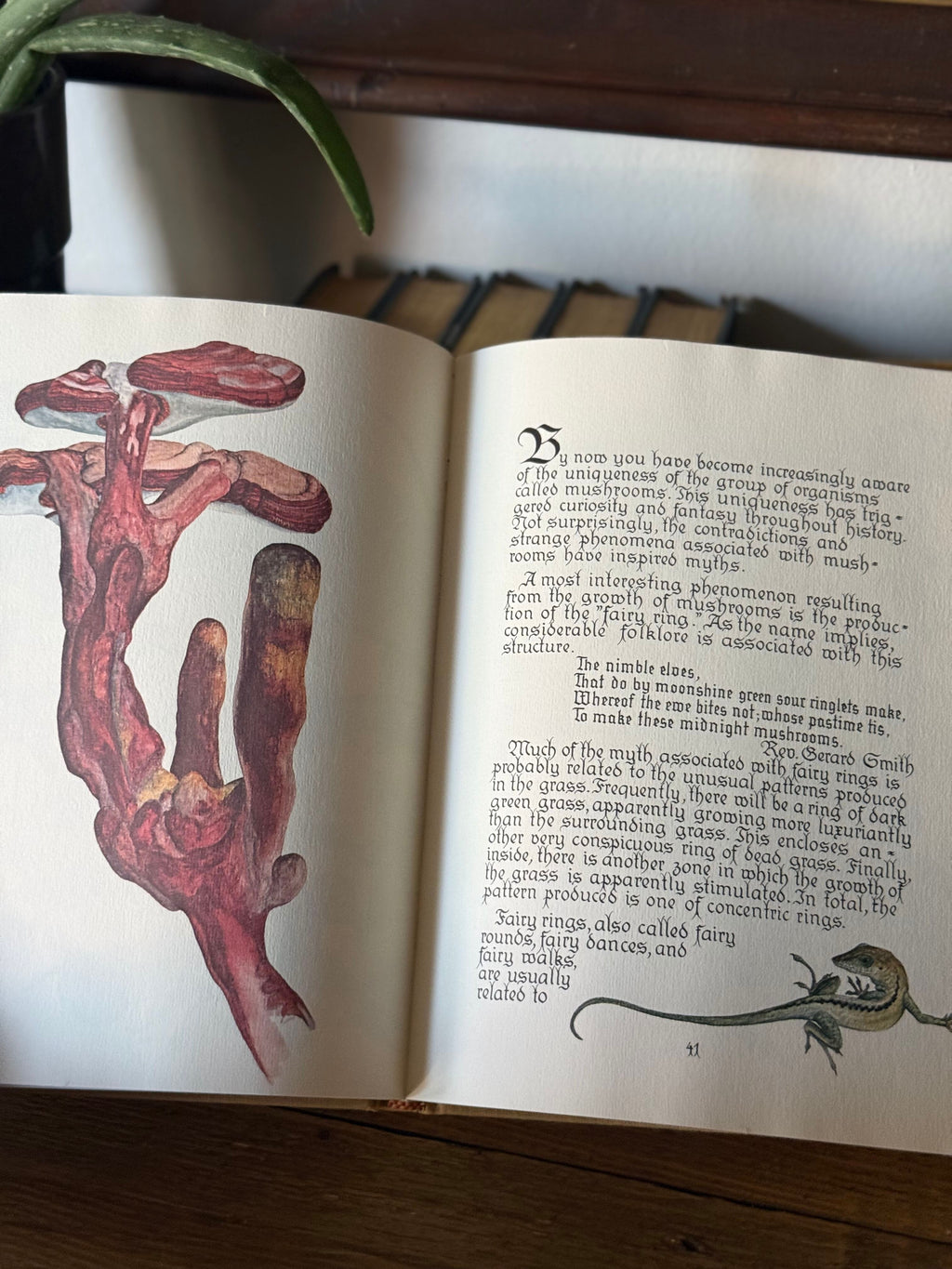 Mushrooms: A Separate Kingdom by Loni Parker 1979