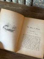 The Story of Moses by L. L. Weedon | 1886 Antique Illustrated Book